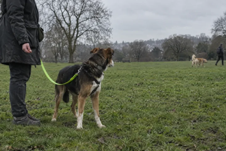 How to Manage your Reactive Dog