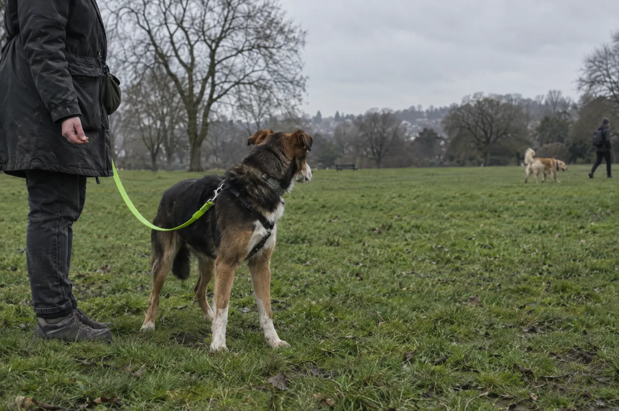 Alert rescue dog on a lime lead watching another dog at a distance while its handler holds a treat low